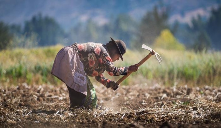 MIDAGRI: casi un millón de mujeres son productoras agrarias a nivel nacional