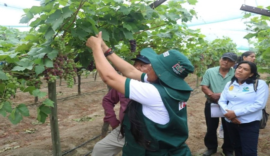 Tumbes: Agricultores reciben formación técnica en el cultivo de uva red globe