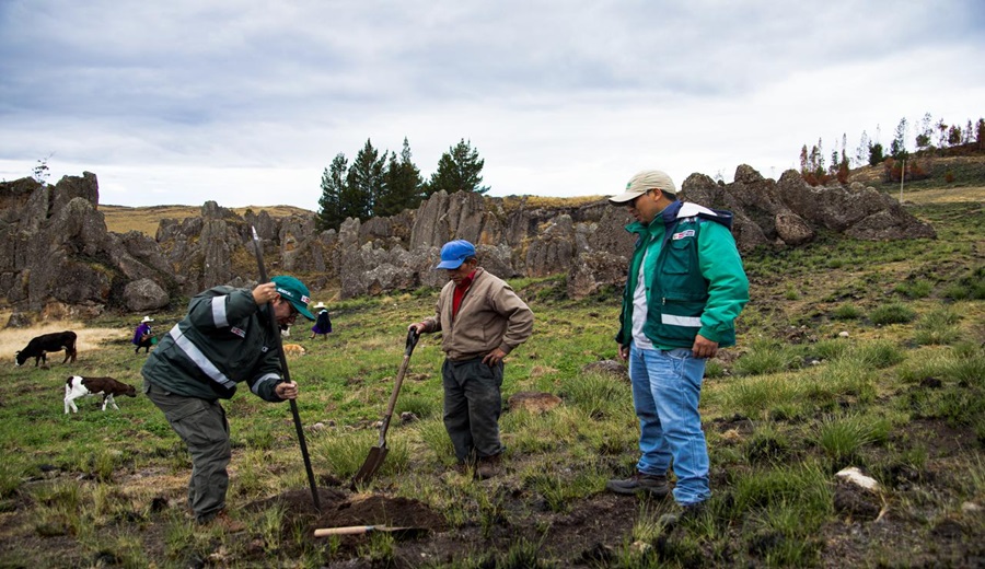 Cajamarca: SERFOR y comunidad campesina Sexemayo reforestan ocho hectáreas afectadas por incendio forestal