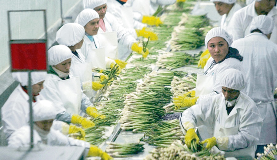 Congreso retoma discusión sobre proyecto de ley agraria que otorga exoneraciones tributarias a agroexportadoras