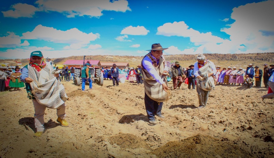 Gobierno entrega 33 mil kilos de semillas de pastos cultivados en Acora beneficiando a 600 familias productoras