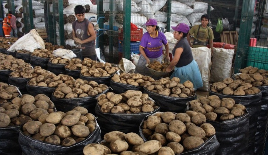 Hoy tenemos oferta de papa, ajo, choclo, fresa, manzana, mango y otros en los mercados mayoristas de Lima