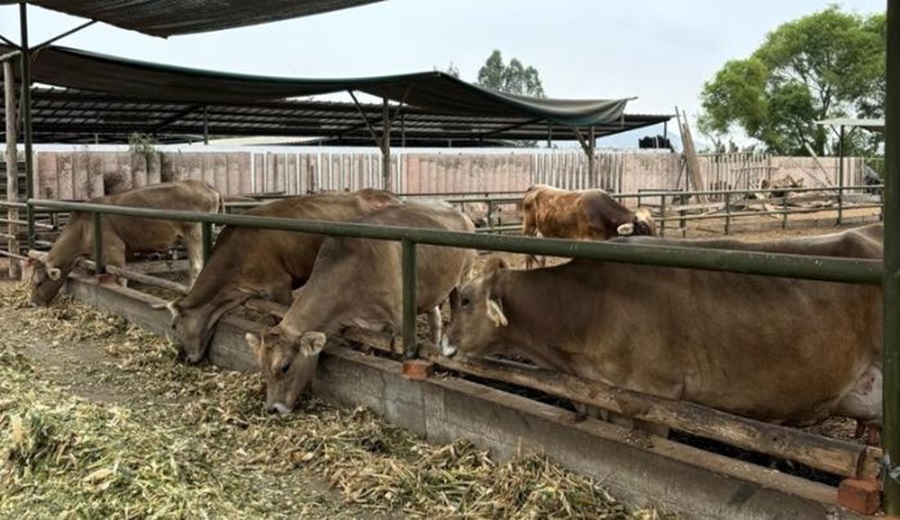 MIDAGRI Perú busca mejorar competitividad en Congreso Internacional de Carne Bovina