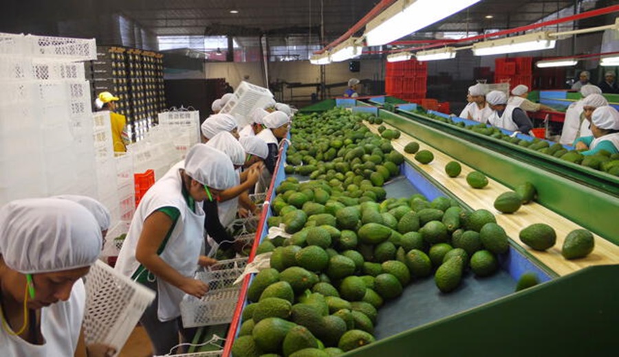 Nuevo Proyecto de Ley Agraria Congreso aprueba dictamen que favorece a agroexportadoras con reducción de impuestos