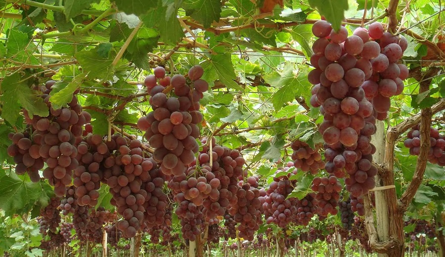 Vanguard espera incrementar su producción de uvas de mesa gracias a inversión en sus campos