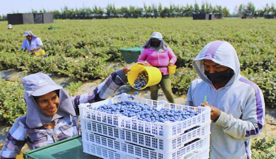 Arándanos y paltas encabezan el crecimiento de las exportaciones agropecuarias de Perú