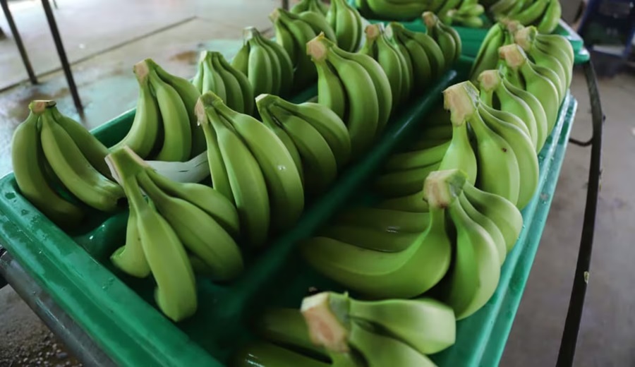 Banano peruano supera las exportaciones de 2023 y sigue en crecimiento