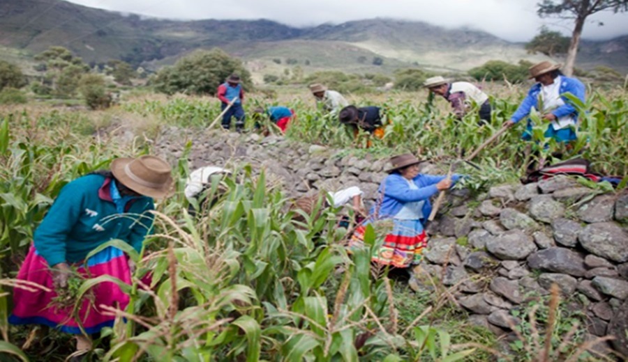 CultiVida Puerto de Chancay impulsará el desarrollo agropecuario y reducirá costos