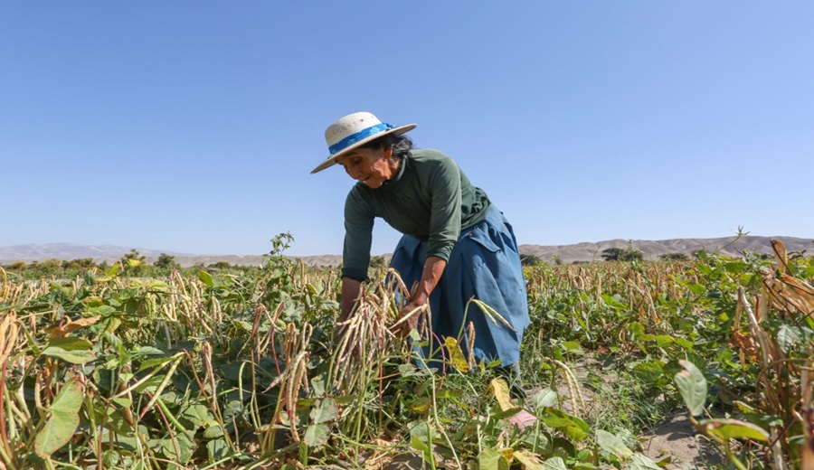 Eres agricultor Obtén una compensación de S 800 por hectárea con el seguro agrícola