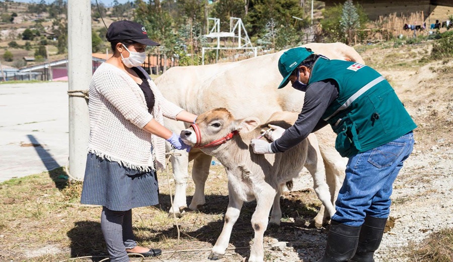 Gobierno protege la ganadería familiar con la vacunación de más de 6 millones de animales