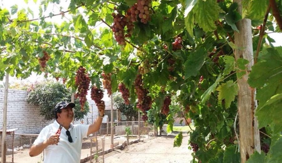 IPEN Megapuerto de Chancay, clave para el impulso de plantas de irradiación de alimentos