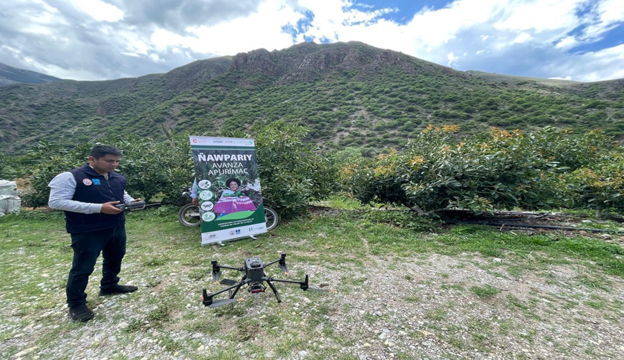 Implementan tecnología e inteligencia artificial para mejorar la producción de palta en Apurímac