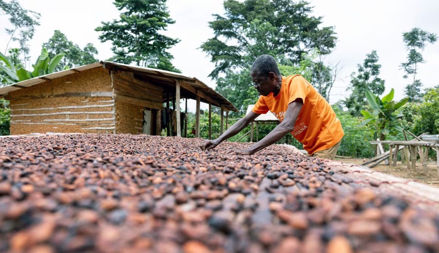 Precios del cacao alcanzan nuevo récord y afectan a productores de chocolate