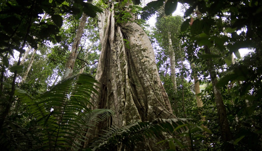 SERFOR Perú será sede del xvi congreso forestal mundial 2027