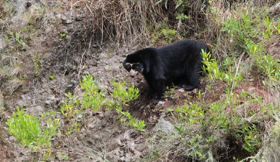 ANIN restaurará ecosistemas con infraestructura natural resguardará comunidades y el hogar del oso peruano más famoso