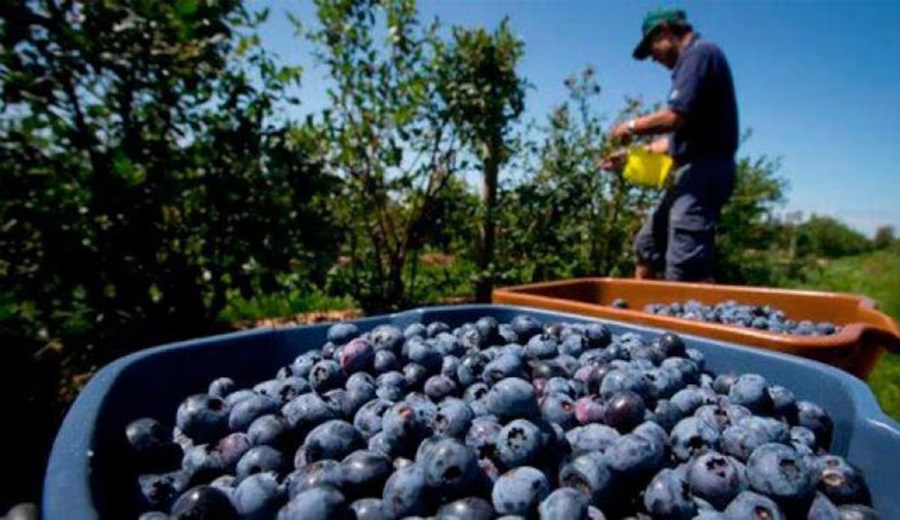 Arándanos el éxito del cultivo peruano basado en genética, innovación y perseverancia