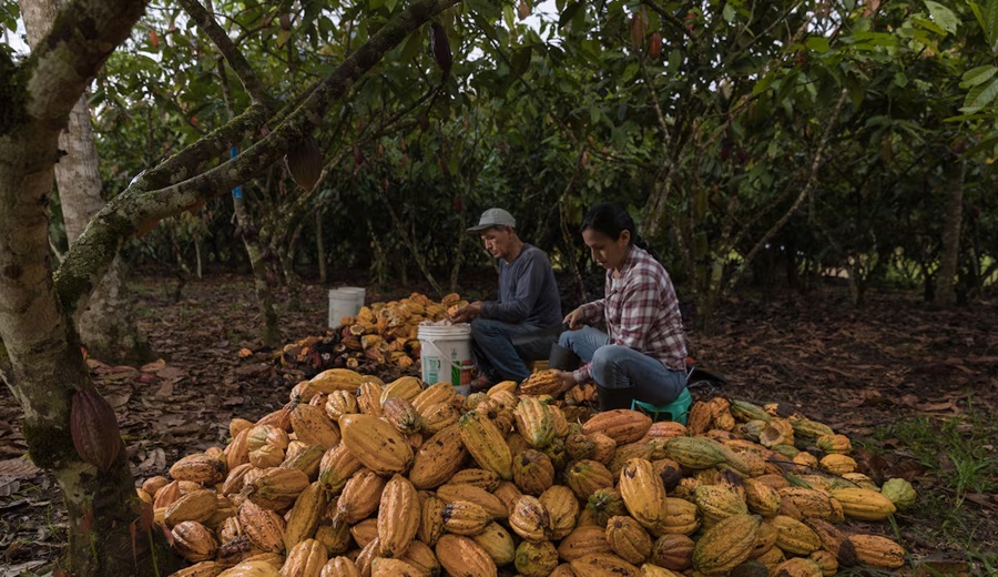 Bionegocios estrategia para expandirlos más allá de la selva peruana