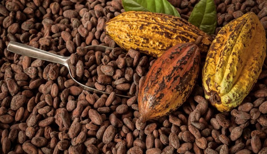 Cacao Perú designará 20 agregados agrícolas para impulsar acuerdos sanitarios y expandir mercados