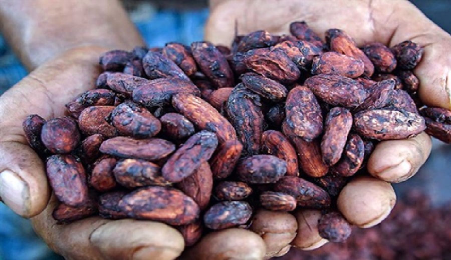 Cacao peruano logró récord histórico en exportaciones durante el 2024