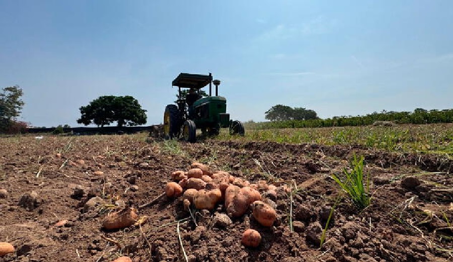 Cañete agricultores enfrentan pérdidas y regalan su cosecha de papa por bajos precios