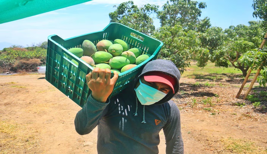 Crisis del mango en Lambayeque Agricultores protestan por falta de apoyo gubernamental y bajos precios de exportación