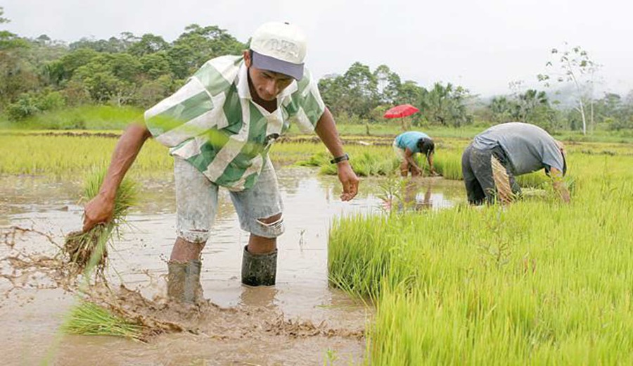 DRAP exhorta a los productores de arroz y algodón a respetar las fechas de siembra y las áreas programadas en la campaña grande