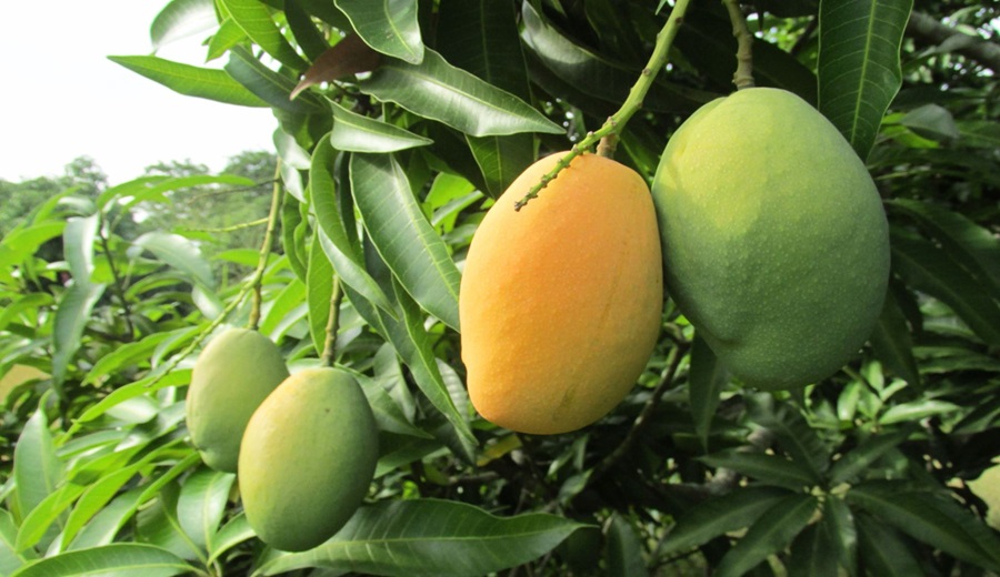 Lambayeque: Productores de mango claman por apoyo tras pérdidas por sobreproducción