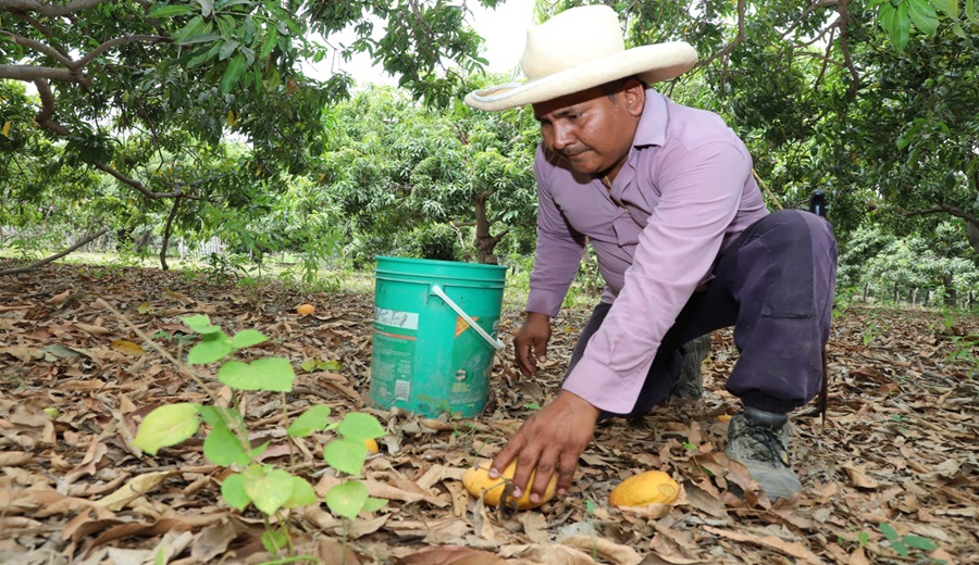 Lambayeque SENASA, autoridades y productores unen esfuerzos para trabajar en el control de la mosca de la fruta