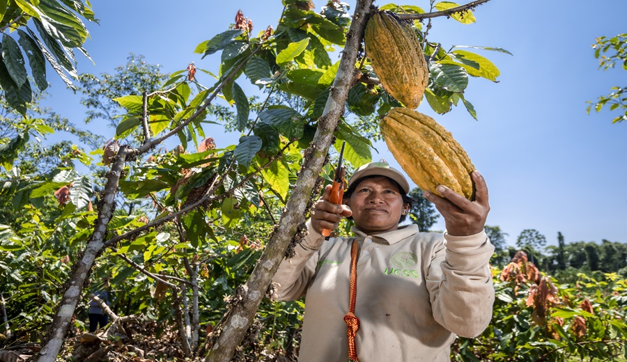 Más de 190 agricultores de comunidades nativas del Bajo Urubamba reciben fertilizantes para mejorar su producción de cacao