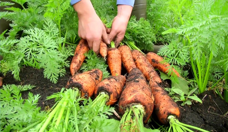 Midagri promueve diversificación de cultivos para reducir riesgos económicos de productores de zanahoria