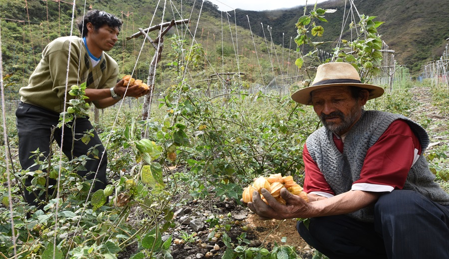 Minería ilegal Conoce estas iniciativas peruanas que buscan mitigar los impactos y preservar el medioambiente