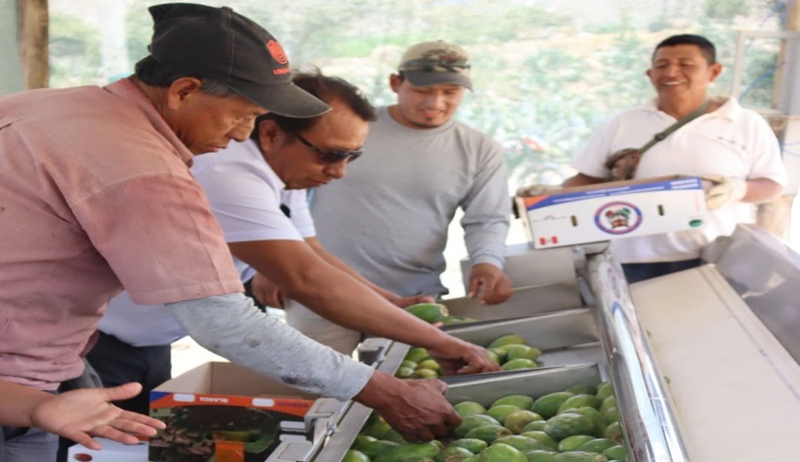 Premian a productores de tuna por su labor innovadora en la gestión sostenible del agua y adaptación al cambio climático