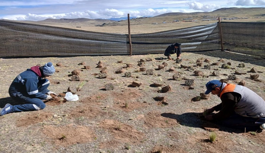 SERFOR desarrolla proyecto piloto de restauración de pastizales altoandinos para alimento de vicuñas en Puno