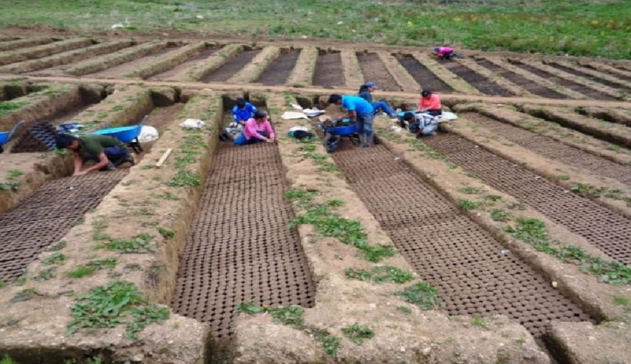 San Martín Proyecto Semillas de Vida Reforestadoras promueve la restauración de bosques y la sostenibilidad ambiental