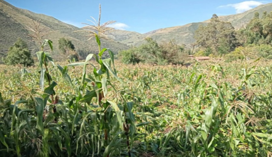 Senamhi Aumento de lluvias favorecerá la recuperación de cultivos en la sierra central y sur