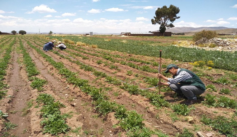 Servicios y plataformas del MIDAGRI mantienen informados a productores sobre intenciones de siembra y precios en mercados