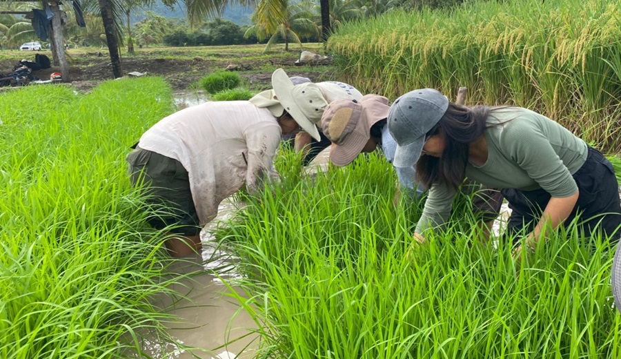 Utilizan rayos gamma para desarrollar arroz más resistente a plagas y de menor consumo de agua