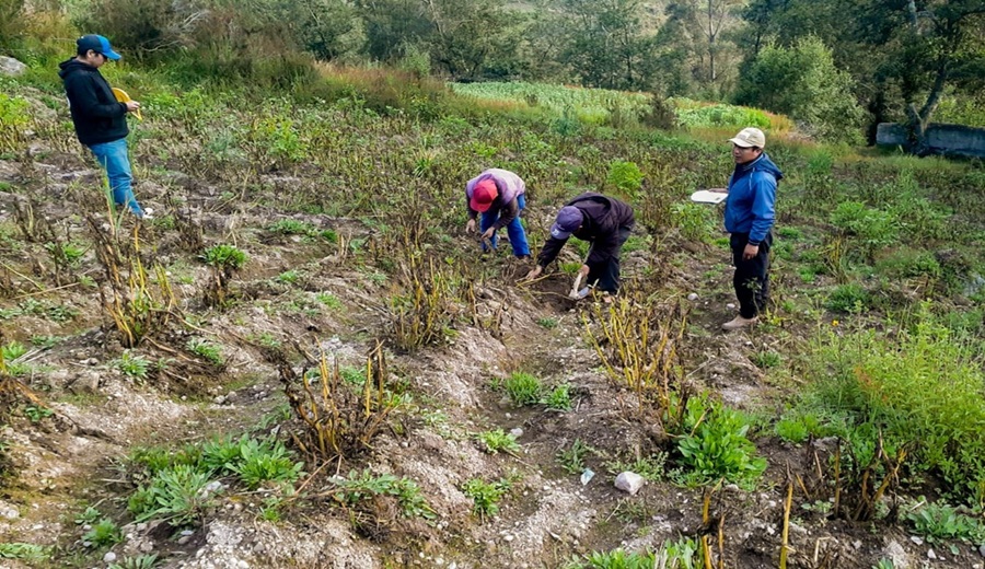 Ayacucho Gobierno activa Seguro Agrícola SAC para atender a productores agrícolas que puedan ser afectados por heladas