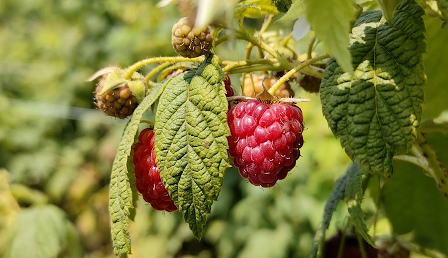 Decidí aumentar el área de cultivo de la frambuesa porque la vi como una buena alternativa de mercado