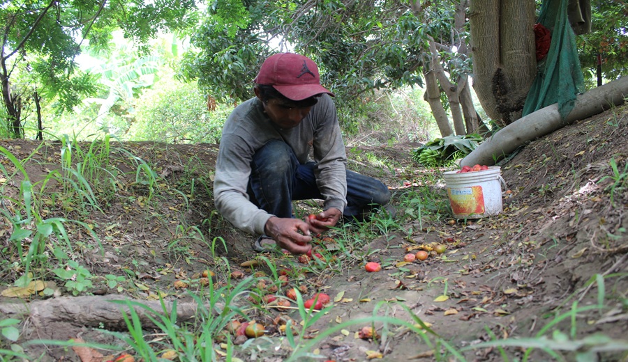 GORE PIURA Y SENASA intensifican acciones para erradicar la mosca de la fruta en San Lorenzo