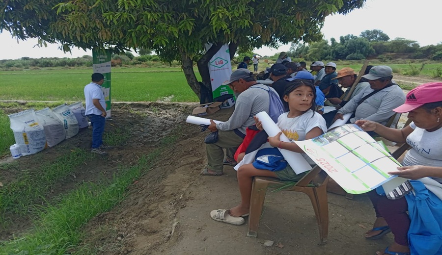 Gobierno Regional Piura capacita a arroceros de Cura Mori en manejo agronómico y sanidad del cultivo