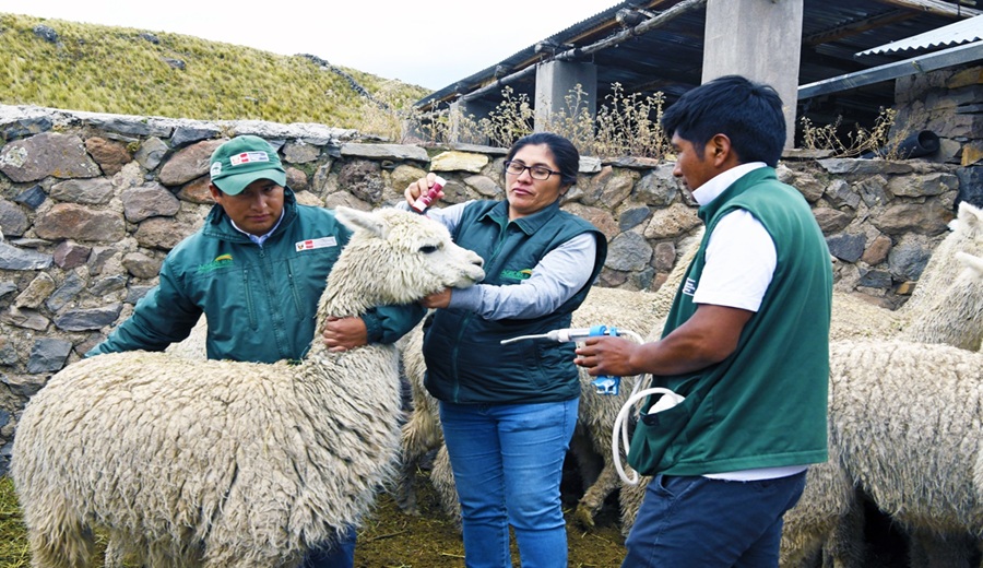 Gobierno entregará 410 kits y 40 módulos para proteger al ganado y cultivos de productores de Chuschi ante heladas en Ayacucho