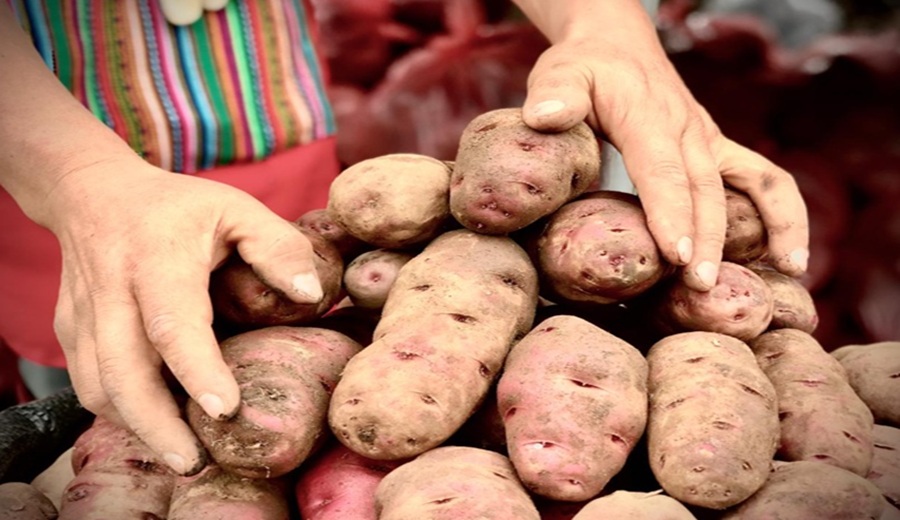 MIDAGRI papa blanca se oferta el kilogramo a S 1.48 en mercados mayoristas