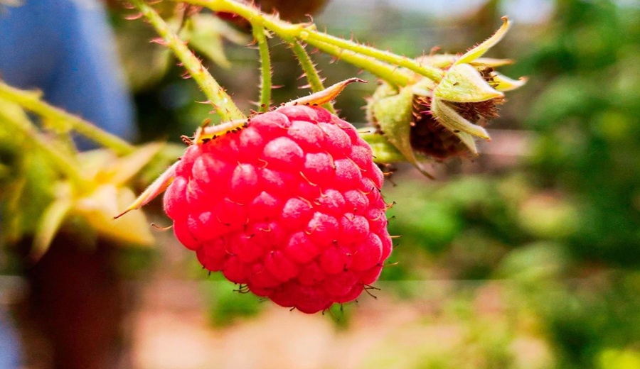 MIDAGRI promociona cultivo de frambuesa en pasantía en Barranca con pequeños productores