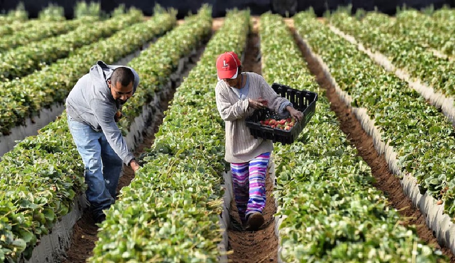 Midagri actualiza el Mapa Nacional de Superficie Agrícola hectáreas para cultivo en el Perú caen a 11,2 millones Por qué