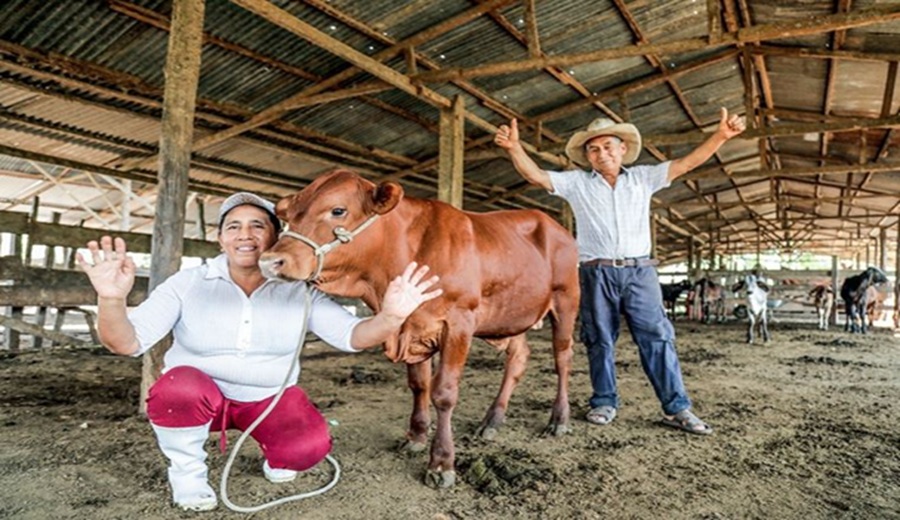 Midagri avanza en la actualización del Plan Nacional de Desarrollo Ganadero