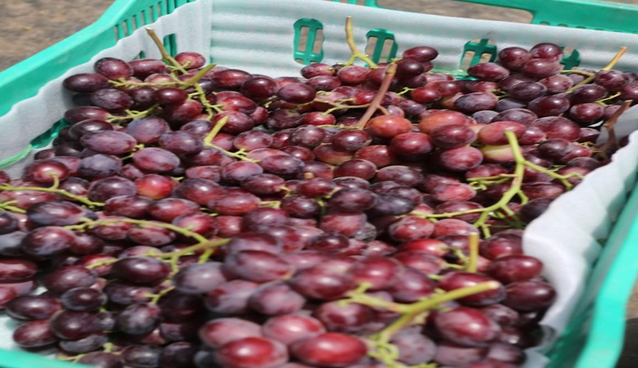 Perú alcanza récord histórico en exportación de frutas y hortalizas a la UE superando los US$ 2,400 millones