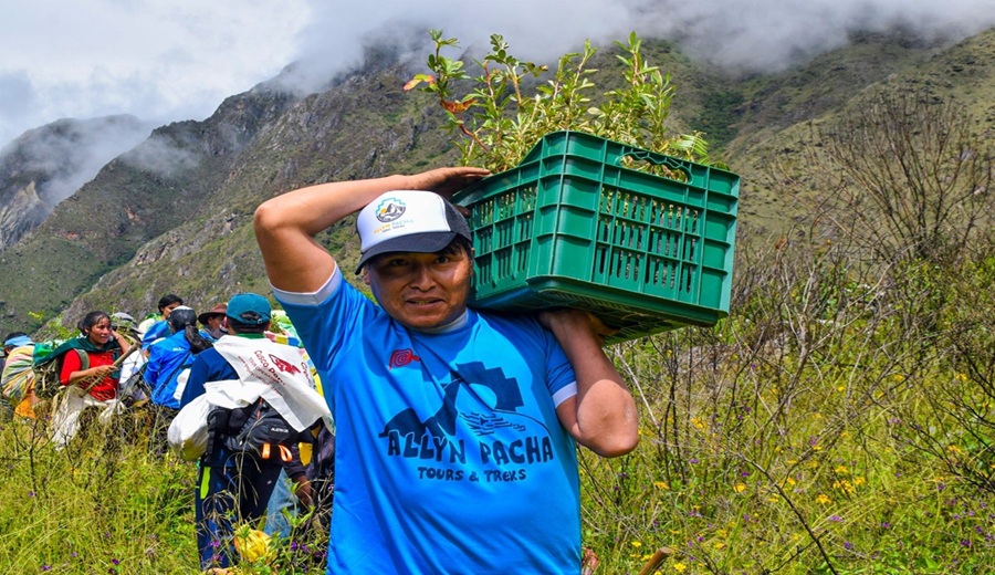 Reforestación de especies nativas en el área de amortiguamiento del parque Machu Picchu