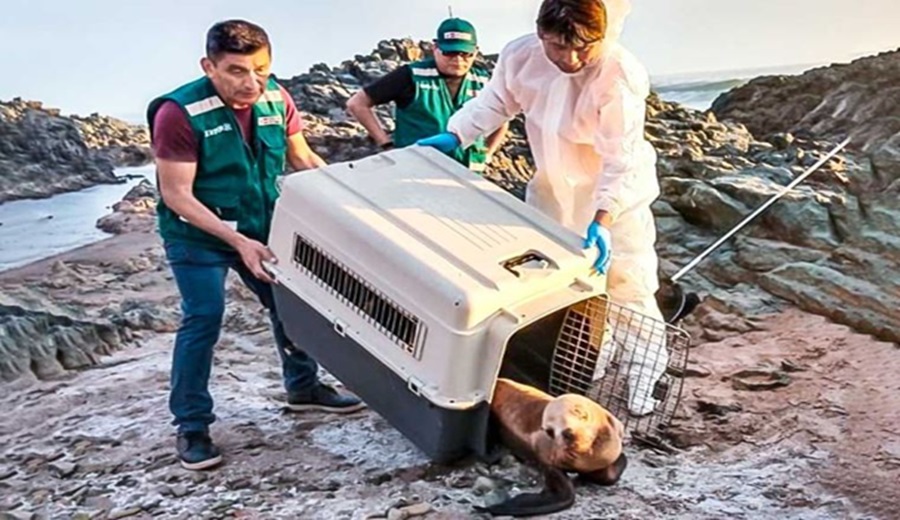 Serfor insta a la población a no manipular a los animales silvestres varados en las playas