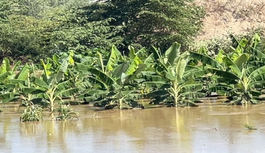 Tumbes en emergencia desbordamiento del río Tumbes afecta más de 1,200 hectáreas de cultivos